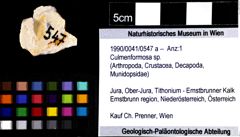 Foto (Objket + Etiketten) von Culmenformosa sp. 